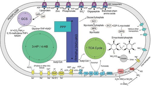 中國海洋大學在馬里亞納海溝深淵微生物研究領域取得新突破