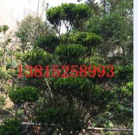 打造蘇州詩(shī)意棲居 別墅景觀設(shè)計(jì)與庭院綠化施工一站式解決方案